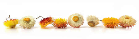 Flowers strawflower  isolated on white background. Yellow garden flowers everlasting dry Xerochrysum bracteatum.の写真素材