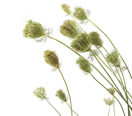Wild flowers Daucus carota with seeds  isolated on white background. Meadow grasses flowers with umbels, fruit clusters.の写真素材