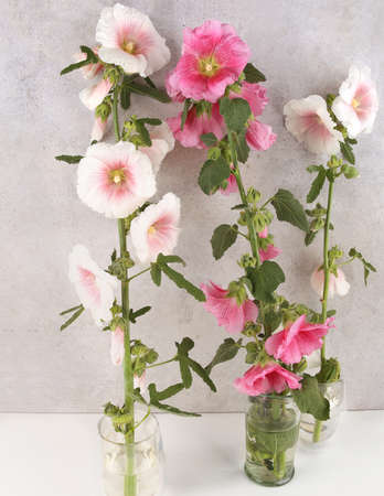 Hollyhock flowers in vases against stone wall. Pink and white garden flower Alcea rosea.の写真素材