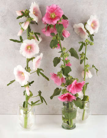 Hollyhock flowers in vases against stone wall. Pink and white garden flower Alcea rosea.の写真素材