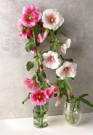 Hollyhock flowers in vases against stone wall. Pink and white garden flower Alcea rosea.の写真素材