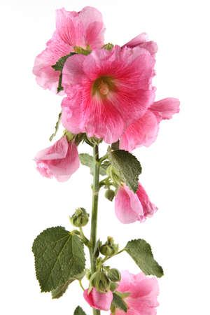 Hollyhock flower isolated on white background. Pink garden flower Alcea rosea.の写真素材