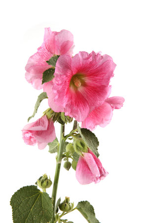 Hollyhock flower isolated on white background. Pink garden flower Alcea rosea.の写真素材
