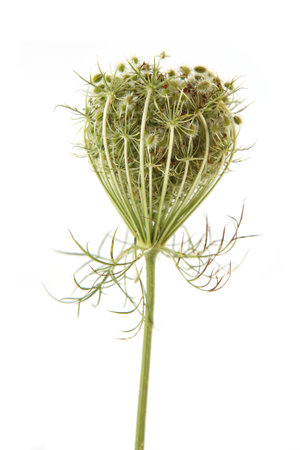 Wild flower Daucus carota with seeds  isolated on white background. Meadow flower with umbel, fruit cluster.の写真素材
