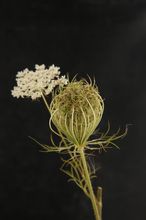 Wild flower Daucus carota with seeds on black background. Meadow flower with umbel, fruit cluster.の写真素材