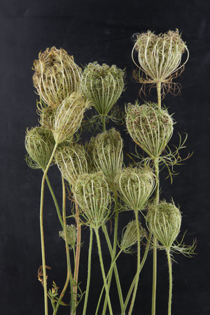 Wild flowers Daucus carota with seeds on black background. Meadow grasses flowers with umbels, fruit clusters.の写真素材