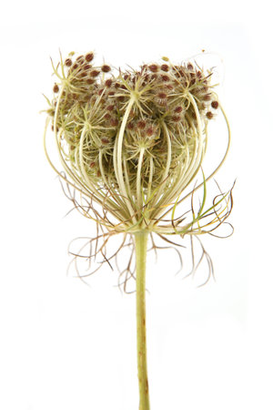 Wild flower Daucus carota with seeds  isolated on white background. Meadow flower with umbel, fruit cluster.の写真素材