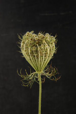 Wild flower Daucus carota with seeds on black background. Meadow flower with umbel, fruit cluster.の写真素材