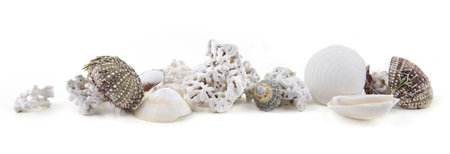 Natural white pebbles, shells, sea urchin from beach of Sommaroy island, Norway. Amazing shape pabbles and shells isolated on white background.の写真素材