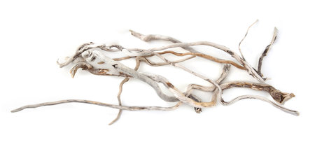 Sea driftwood branches isolated on white background. Bleached dry aged drift wood.の写真素材