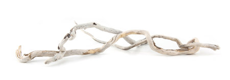 Sea driftwood branches isolated on white background. Bleached dry aged drift wood.の写真素材