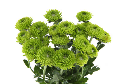 Green chrysanthemum flowers isolated on white background.の写真素材