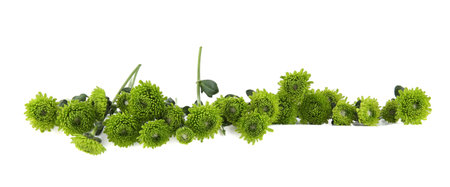 Green chrysanthemum flowers isolated on white background. Border of mini chrysanthemum santini.の写真素材