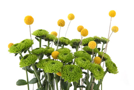 Green chrysanthemum and yellow craspedia flowers isolated on white background. Arrangement of mini chrysanthemum santini and Craspedia globosa.の写真素材