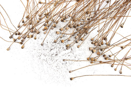 Dried poppy seeds pods isolated on white background. Poppy flower heads boxes and stems.の写真素材