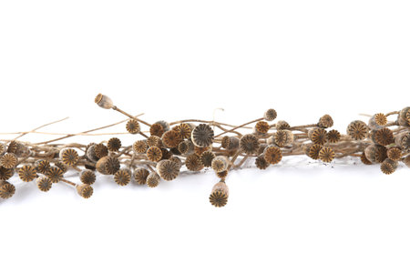 Bunch of dried poppy seeds pods isolated on white background. Poppy flower heads boxes and stems.の写真素材