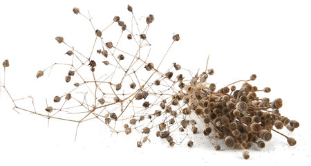 Bunch of dried poppy seeds pods and dried grasses isolated on white background. Poppy flower heads boxes and stems.の写真素材