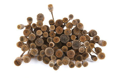 Bunch of dried poppy seeds pods isolated on white background. Poppy flower heads boxes.の写真素材