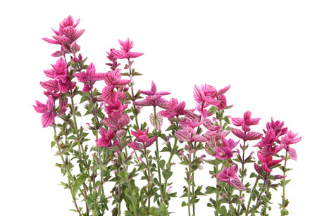 Salvia horminum flowers isolated on white background. Pink Salvia horminum, Pink Sunday, Annual Sage.の写真素材