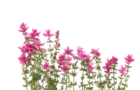 Salvia horminum flowers isolated on white background. Pink Salvia horminum, Pink Sunday, Annual Sage.の写真素材