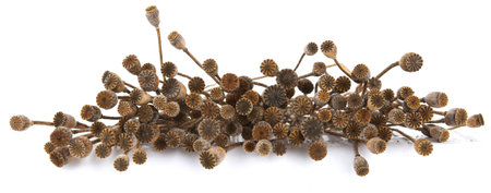 Bunch of dried poppy seeds pods isolated on white background. Poppy flower heads boxes and stems.の写真素材