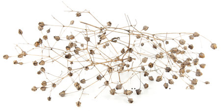 Dried meadow plants isolated on white background. Wild herbs, grasses or flowers in autumn and winter.の写真素材