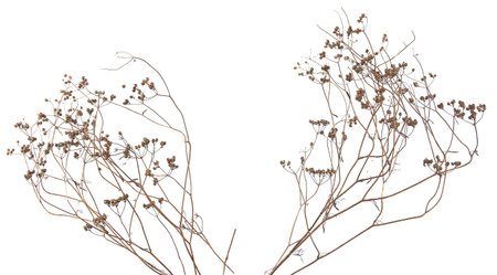 Dried meadow plants isolated on white background. Wild herbs, grasses or flowers in winter and autumn.の写真素材
