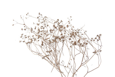 Dried meadow plants isolated on white background. Wild herbs, grasses or flowers in winter and autumn.の写真素材