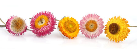 Dried strawflowers  isolated on white background. Colorfull garden flowers everlasting daisies Xerochrysum bracteatum.の写真素材