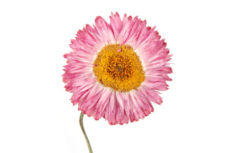 Dried strawflower  isolated on white background. Colorfull garden flower everlasting daisy Xerochrysum bracteatum.の写真素材