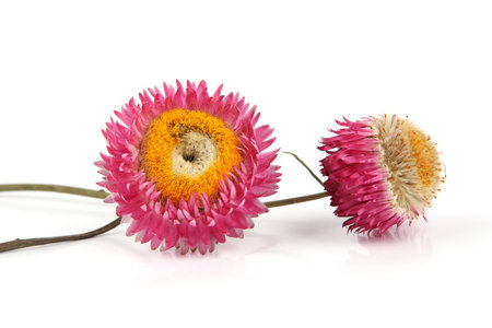 Dried strawflowers  isolated on white background. Colorfull garden flowers everlasting daisies Xerochrysum bracteatum.の写真素材