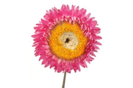 Dried strawflower  isolated on white background. Colorfull garden flower everlasting daisy Xerochrysum bracteatum.の写真素材