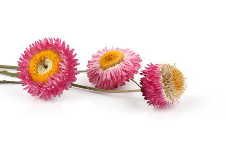 Dried strawflowers  isolated on white background. Colorfull garden flowers everlasting daisies Xerochrysum bracteatum.の写真素材