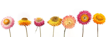 Dried strawflowers  isolated on white background. Colorfull garden flowers everlasting daisies Xerochrysum bracteatum.の写真素材