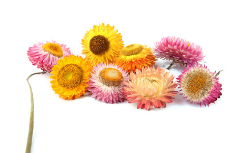 Dried strawflowers  isolated on white background. Colorfull garden flowers everlasting daisies Xerochrysum bracteatum.の写真素材