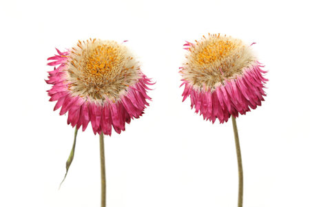 Dried strawflower  isolated on white background. Colorfull garden flower everlasting daisy Xerochrysum bracteatum.の写真素材