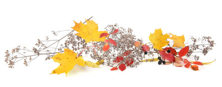 Autumn leaves and dry wild grasses or herbs isolated on white background. Border of autumn plants.の写真素材