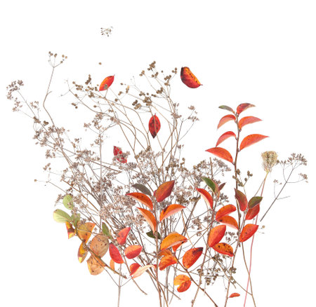Autumn leaves and dry wild grasses or herbs isolated on white background. Border of autumn plants.の写真素材