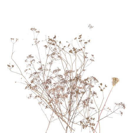 Dry wild meadow grasses or herbs isolated on white background. Border of dry field flowers. Winter pattern background.の写真素材