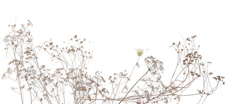 Dry wild meadow grasses or herbs isolated on white background. Border of dry field flowers. Winter pattern background.の写真素材