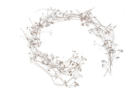 Frame of dry wild meadow grasses or herbs isolated on white background. Border of dry field flowers. Winter pattern background.の写真素材