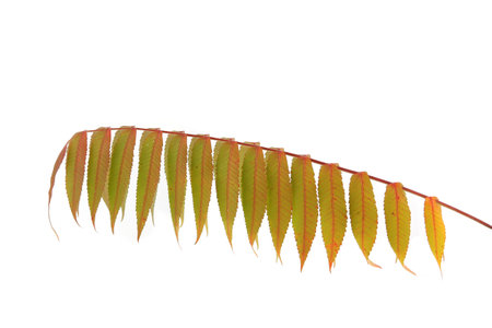 Rhus typhina tree branch with autumn leaves isolated on white background.の写真素材