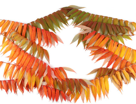 Rhus typhina tree branches with autumn leaves isolated on white background.の写真素材