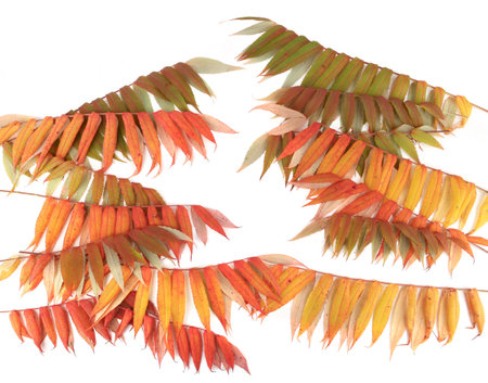 Rhus typhina tree branches with autumn leaves isolated on white background.の写真素材
