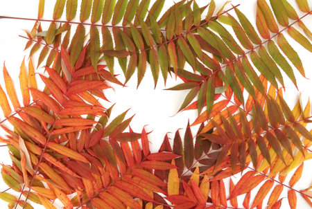 Autumn leaves of Rhus typhina tree background. Creative layout made of colorful autumn branches, top view. Flat lay. Nature concept.の写真素材