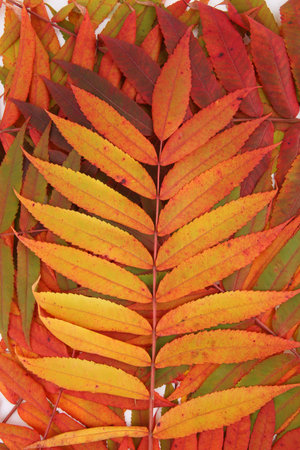 Autumn leaves of Rhus typhina tree background. Creative layout made of colorful autumn branches, top view. Flat lay. Nature concept.の写真素材