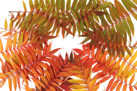 Autumn leaves of Rhus typhina tree background. Creative layout made of colorful autumn branches, top view. Flat lay. Nature concept.の写真素材