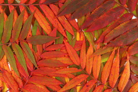Autumn leaves of Rhus typhina tree background. Creative layout made of colorful autumn branches, top view. Flat lay. Nature concept.の写真素材