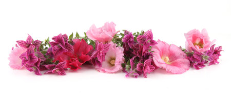 Border of flowers Salvia horminum and Hollyhock isolated on white background. Garden flowers Pink  Annual Sage and Alcea rosea.の写真素材