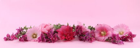 Border of flowers Salvia horminum and Hollyhock on pink background. Garden flowers Pink  Annual Sage and Alcea rosea.の写真素材
